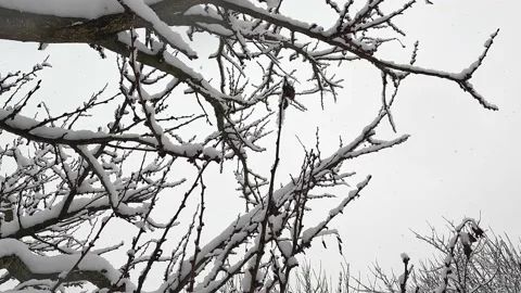 Snowfall. Snow flakes fall on tree branches. The tree was covered with snow. Stock Footage 232413531