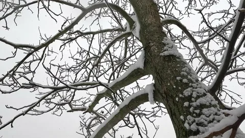 Snowfall. Snow flakes fall on tree branches. The tree was covered with snow. Stock Footage 232414099