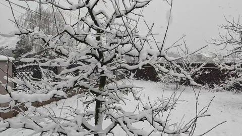 Snowfall. Snow flakes fall on tree branches. The tree was covered with snow. Stock Footage 232414342