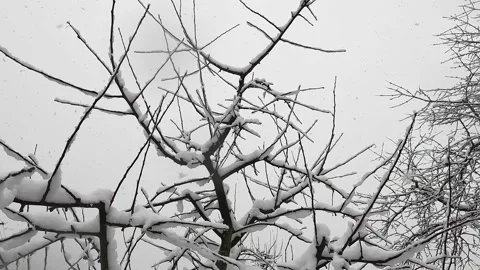 Snowfall. Snow flakes fall on tree branches. The tree was covered with snow. Stock Footage 232414370