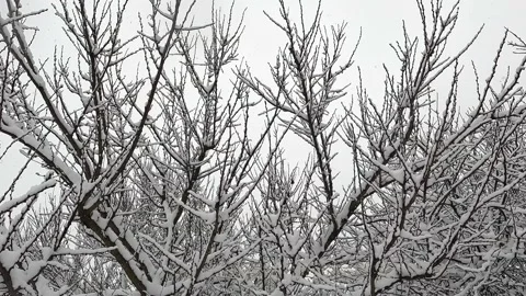Snowfall. Snow flakes fall on tree branches. The tree was covered with snow. Stock Footage 232415459