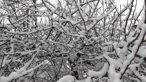 Snowfall. Snow flakes fall on tree branches. The tree was covered with snow. Stock Footage 232415479