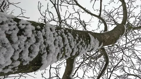 Snowfall. Snow flakes fall on tree branches. The tree was covered with snow. Stock Footage 232416646