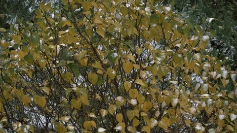 Snowfall, Snow storm in the city.A tree with yellow leaves under the snow. Stock Footage 121746169