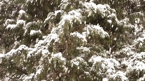 Snowfall, snow on the tree Stock Footage 107781280