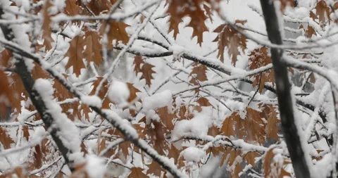 Snowfall, snowdrops falling at dry leaves Stock Footage 99925899