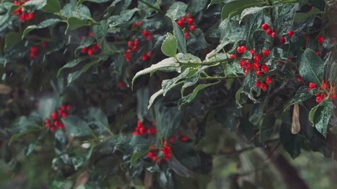 Snowfall: snowing over the branches: snow falling on a holly, slow motion  Video stock 86086828