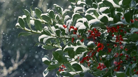 Snowfall: snowing over the branches: snow falling on a holly, slow motion  Stock Footage 86087760