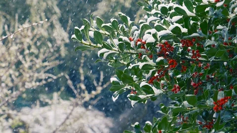 Snowfall: snowing over the branches: snow falling on a holly, slow motion  스톡 동영상 86088448