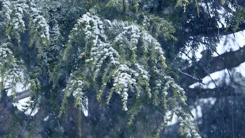 Snowfall: snowing over the branches: snow falling on a fir, slow motion  Stock Footage 86089494