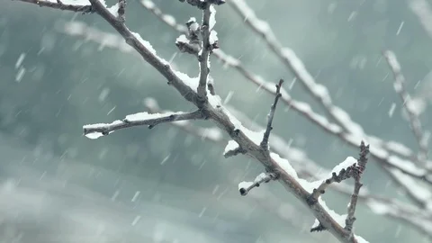 Snowfall: snowing over the branches: snow falling on the tree, slow motion  Video stock 86092606