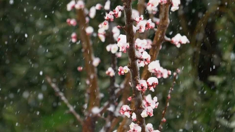Snowfall: snowing over the branches: snow falling on the tree, slow motion  Stock Footage 86092941