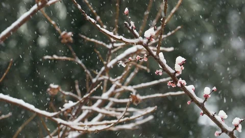 Snowfall: snowing over the branches: snow falling on the tree, slow motion  Stock-Footage 86093427