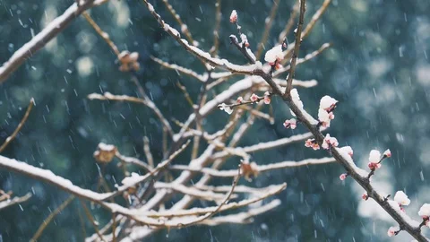 Snowfall: snowing over the branches: snow falling on the tree, slow motion  Video stock 86093434