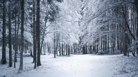 Snowfall in the snowy cold forest landscape 스톡 동영상 231415699