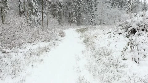 Snowfall in snowy forest with path Stock Footage 141383652