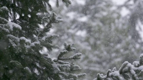 Snowfall with snowy pine tree in winter forest Stock Footage 78450691