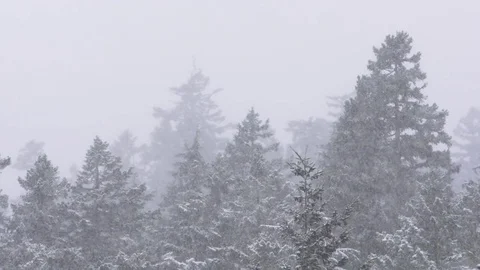 Snowfall with snowy trees in the background Stock Footage 78453144