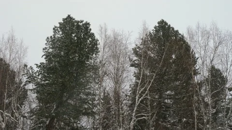 Snowfall in snowy winter forest. Landscape of tree branches covered with snow 4K 動画素材 130958784