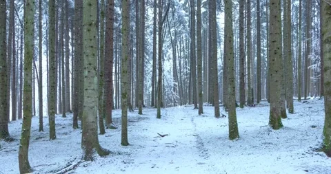 Snowfall in snowy winter woods Stock-Footage 323324891