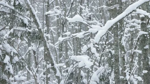 Snowfall in a softwood forest Stock Footage 150259241