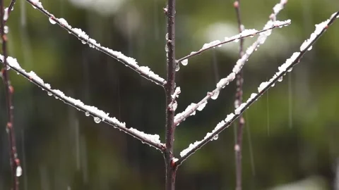 Snowfall on a sprig of plum. Stock Footage 139690874