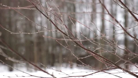 Snowfall at spring forest. Beautiful winter landscape. Twigs Close Up. Video stock 169694244