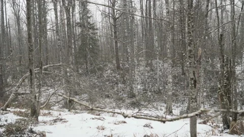 Snowfall in the spring forest Stockbeeldmateriaal 130124159
