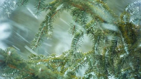 Snowfall. Spruce. 스톡 동영상 69963806