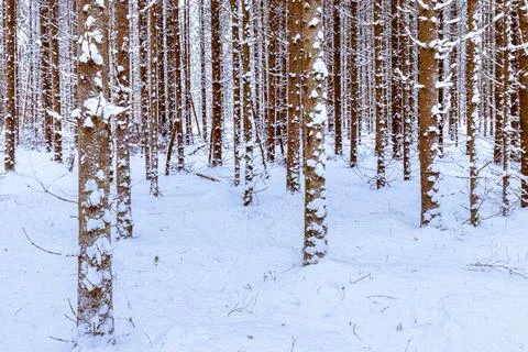 Snowfall in a spruce forest on a winter cloudy day. Spruce trunks covered w.. Stock Photos