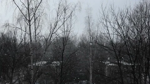 Snowfall in the spruce forest in winter Stock Footage 61522519