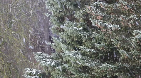 Snowfall with spruce tree. Christmas background. Stock Footage 58209708