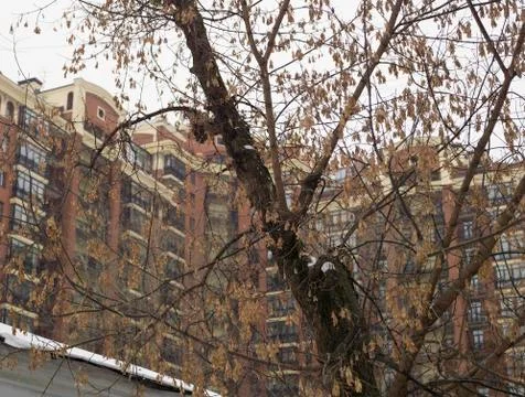 Snowfall started in city 写真素材