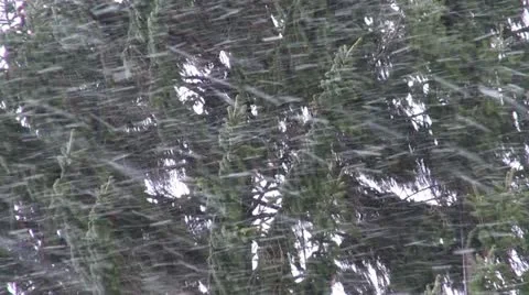 Snowfall storm in forest nature  background Stock Footage 21248259