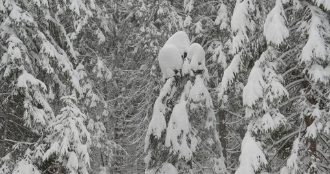 Snowfall storm in the winter forest mountain Stock Footage 108675798