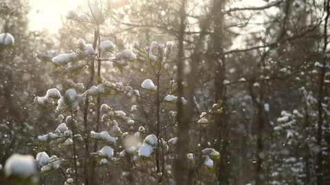 Snowfall in sunlight Stock-Footage 85439533
