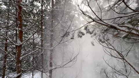 Snowfall Symphony: Nature's Dance in the Winter Forest 4K, 60 FPS Stock Footage 264161044
