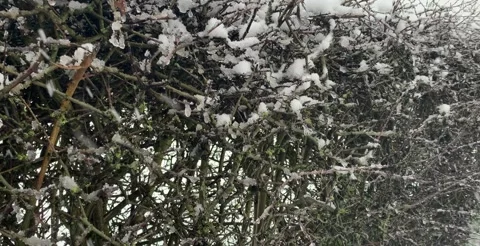 Snowfall through tree branches in winter forest Stock Footage 326089445