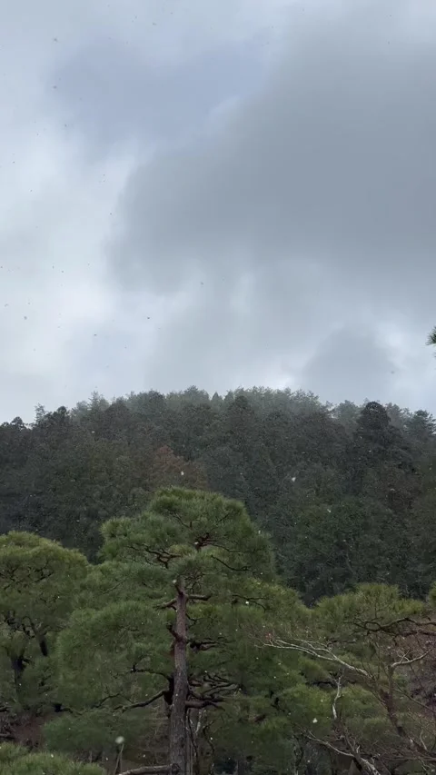 Snowfall in Tokyo Japan over pine trees with peaceful zen atmosphere Stock Footage 316844285