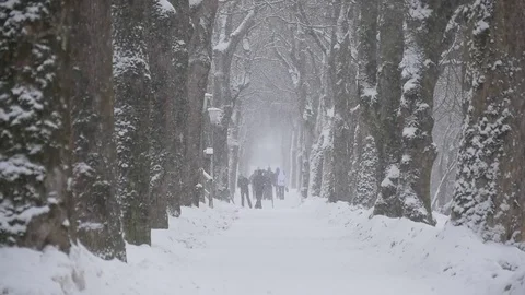 Snowfall in the town park Video stock 71447074