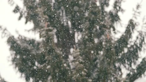 Snowfall with tree 4KProRes Stock Footage 231104658