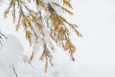 Snowfall on tree branch 스톡 사진