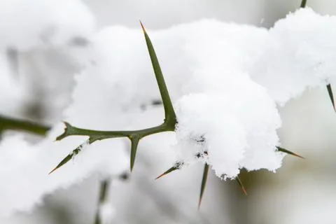 Snowfall on tree branch 스톡 사진