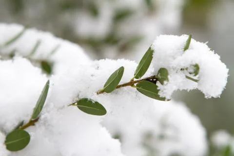 Snowfall on tree branch 스톡 사진