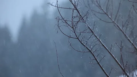 Snowfall by tree branch | Slow motion | 4K | 60fps 库存影片 244952207