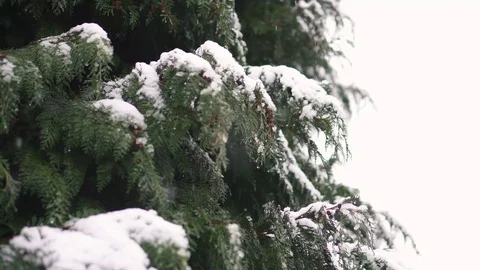 Snowfall on Tree Branches Stock Footage 101979860