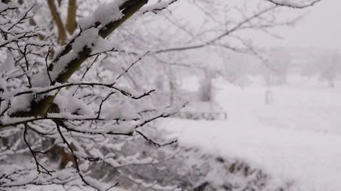 Snowfall on tree branches, Without Leaves, Slow Motion Stock Footage 84899441