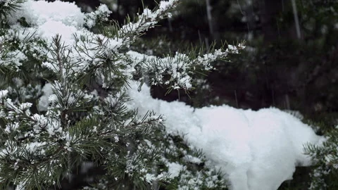 Snowfall On Tree Close up Stock Footage 172116623