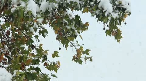 Snowfall tree Vidéo 12412137
