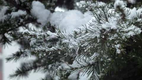 Snowfall On Tree Stock Footage 172115082